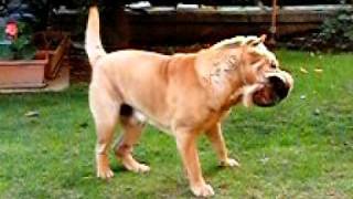 Sharpei shaking his head in slow motion [upl. by Casey]