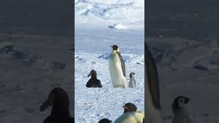 Baby Penguin Dodges Predators survival shorts antartica penguin petrel [upl. by Nawd633]