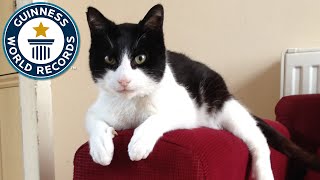 Loudest Purring Cat  Guinness World Records [upl. by Servais319]