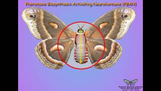 Insect Mate Attraction and Egg Formation [upl. by Ariahay]