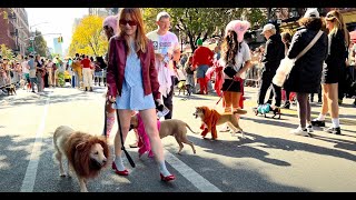 Slideshow Tompkins Halloween Dog Parade NYC 🐶🎃 🐩 101924 [upl. by Bayard874]