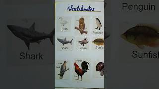 Vertebrates amp Invertebrates Chart for Classroom 🌸 biology science class shorts [upl. by Aniraz]