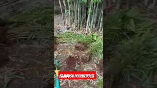 farming bamboo Bambusa polymorpha [upl. by Larret]