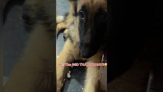 People talks vs Reality 😝 funny germanshepherdpuppy viralshorts shortvideo doglover ytshorts [upl. by Henghold]