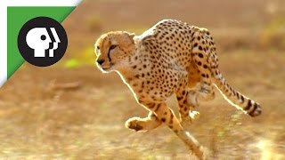 Natures Fury Antelope Ambush on Cheetah Caught on Camera shorts wildlife [upl. by Yuria]