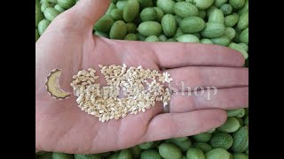 Save seed from Cucamelons Mexican Sour Gherkins [upl. by Alford]