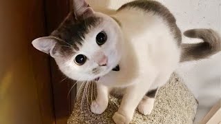 Most hilarious CATS that will make you LAUGH Best CAT VIDEOS 2024 [upl. by Hannah]