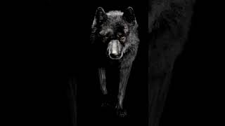 Realtime black wolf [upl. by Aiuqet]