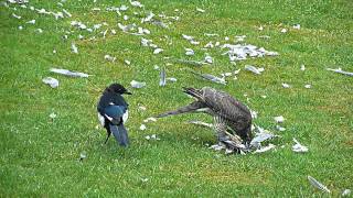 Sparrowhawk vs Magpie [upl. by Gilboa]