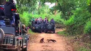 Yellow Throated Martens killing Rhesus Macaque [upl. by Aynav]