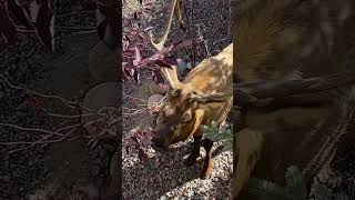 Elk having lunch in Estes Park Colorado [upl. by Regni]