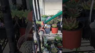 Watering my succulents 2024 [upl. by Suivatco]