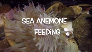 Sea Anemone Feeding [upl. by Hart]