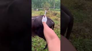 Injection IM kese lagaye 💉IM Injection in cattle veterinary vet shorts [upl. by Aenil]