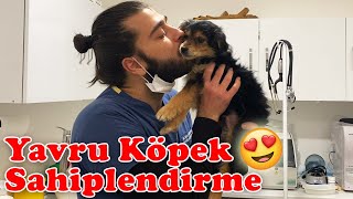 AİLESİZ YAVRUYU SAHİPLENDİRDİK  Yavru Köpek Sahiplendirme  TheVet [upl. by Daria]