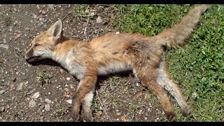 quotHeartbreaking Discovery Rescuing a Baby Fox Cub After Losing Two—An Emotional Journeyquot emotional [upl. by Gallager]