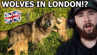 American Reacts to How to Bring Wilderness Back to Britain  Rewilding The UK [upl. by Cornwell551]