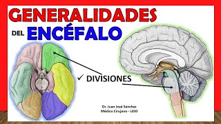 🥇 GENERALIDADES DE ENCÉFALO Anatomía Divisiones  Partes ¡Explicación Sencilla [upl. by Namielus]