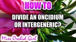 How to divide an Oncidium or Intergeneric [upl. by Aikkin]