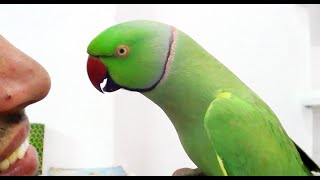 Conversation with my parrotWorlds best Bird [upl. by Clifford]