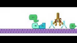 Classical Pathway Complement System [upl. by Luwana]