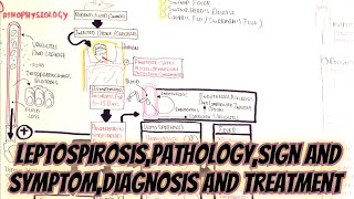 LeptospirosisPathophysiologySignSymptomsDiagnosisTreatment umerfarooqbiology7083 [upl. by Cinimod]