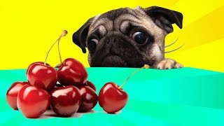 Can Dogs Eat Cherries  MUST SEE for Responsible Dog Owners [upl. by Llenrac]