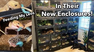 Feeding 30 Leopard Geckos in Their New Enclosures [upl. by Bala]