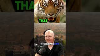 SCARY Tiger Attacks on ROADS in India  JRE joerogan jre animalshorts [upl. by Ocsirf]