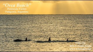 Killer Whale Beach Attack – Peninsula Valdes Patagonia [upl. by Nnaeiluj133]