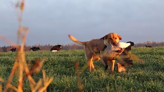 chasse à loutarde en octobre plein ciel de bernaches goose hunting 2023 [upl. by Richardo]