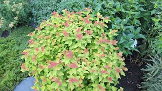 Double Play Candy Corn Spirea [upl. by Efal]