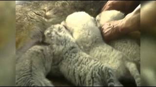 Raw Video Dog Nurses Rare White Tiger Cubs [upl. by Salakcin]