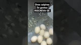 OVOS CAIPIRAS COMO SABER SE TÁ CHOCO [upl. by Maddock]