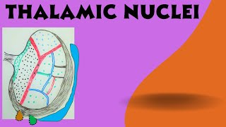 Thalamic Nuclei   Diencephalon Part 1b [upl. by Ylac]