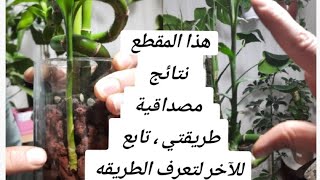 لن تفشل بعد الآن بالعنايه وإكثار البامبو [upl. by Ulita]