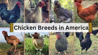 Breeds of Chickens in America 🐓🇱🇷  American Chicken Breeds [upl. by Manara]