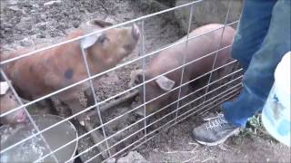 The Best Feed For Pigs Being Raised For Butcher Fast weight gain Happy Pigs [upl. by Baecher]