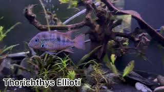 Thorichthys Ellioti Male Showing Off His Stunning Colors [upl. by Hindu199]