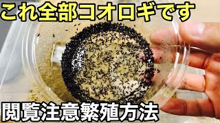 めちゃくちゃ簡単コオロギの繁殖方法増えすぎ注意そして閲覧注意です【爬虫類の餌】 [upl. by Anotal]