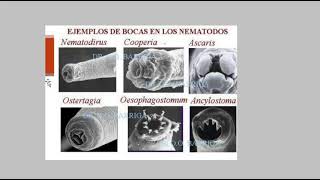 Nematodos generalidades [upl. by Elac]