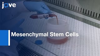 Mesenchymal Stem Cells Isolation and expansion  Protocol Preview [upl. by Jory343]