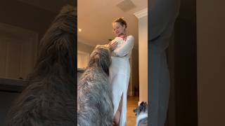 Wolfhound meets newborn brother 🥹 irishwolfhound [upl. by Myrlene]