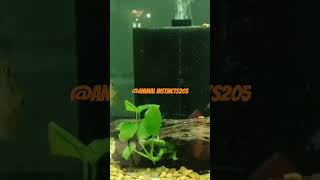 MY DOVII has ICHEPISTYLIS TREATMENT in PROCESS shortvideo fish disease treatment ytshorts yt [upl. by Elocan424]