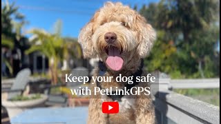 Keep Your Dog Safe with PetLinkGPS  GeoFencing Alerts amp RealTime Tracking [upl. by Ailedua]