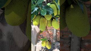 Jackfruit tree trending viralvideo [upl. by Notyalc112]