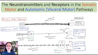 The Neurotransmitters and Receptors in the Somatic and Autonomic Motor Pathways Taking Notes AampP [upl. by Ardnoik]