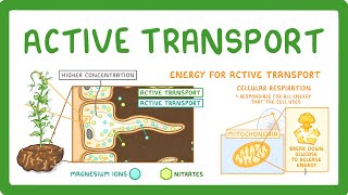 GCSE Biology  Active Transport 9 [upl. by Annahsat]