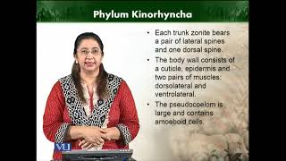 Phylum kinorhyncha  Animal Diversity Invertebrates  ZOO512TTopic072 [upl. by Baseler]