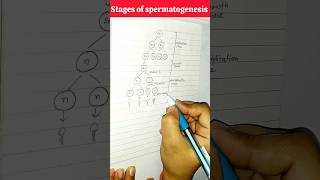 Spermatogenesis Diagram reproductioninorganismsclass12biologybiologydiagrams easysteps yt [upl. by Tan389]